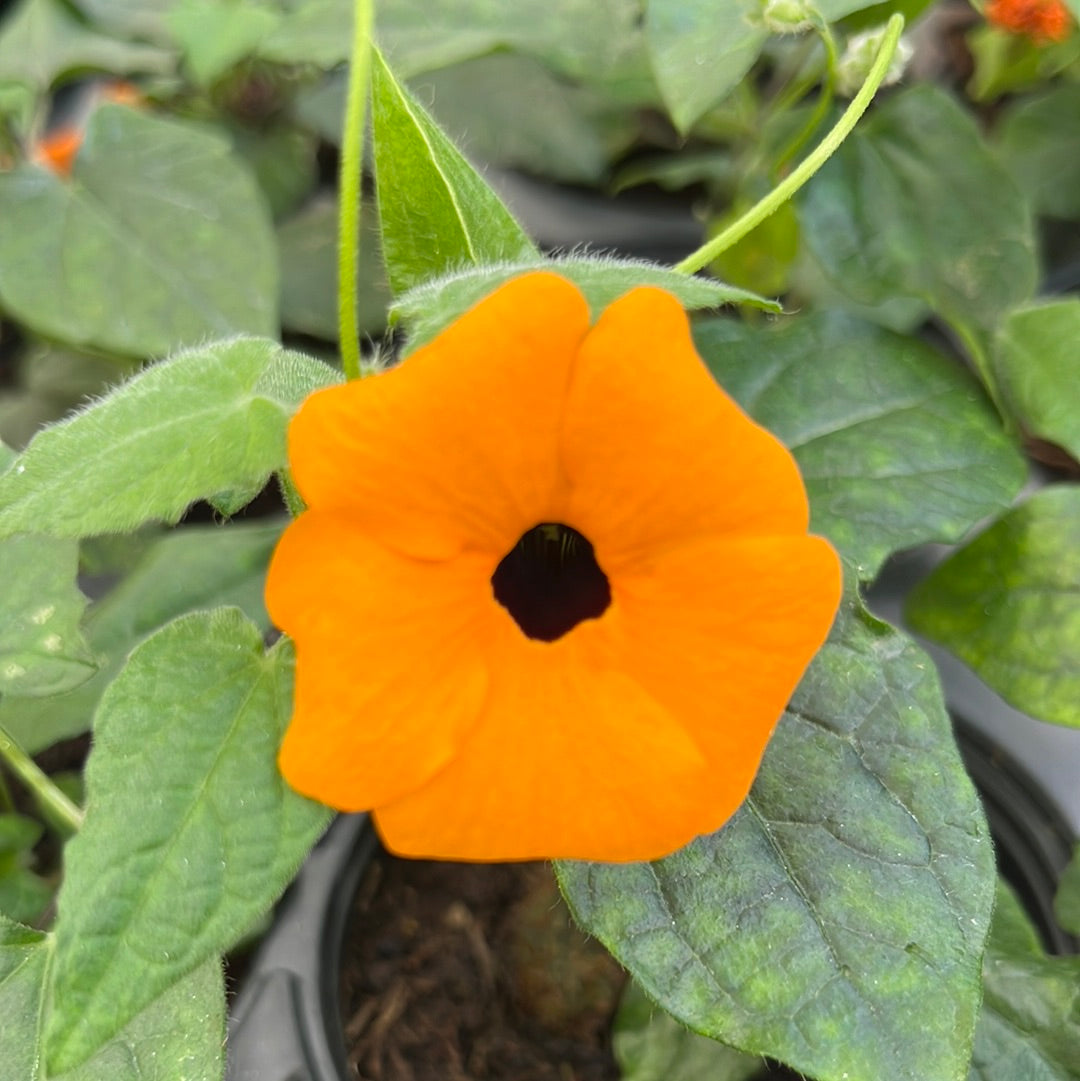 Bilde av Thunbergia Sunny Susy® New Orange 9 cm potte-Spanne Plantesalg