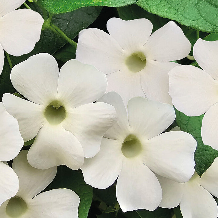 Bilde av Thunbergia Sunny Susy® White Wedding Pris pr stk-Spanne Plantesalg