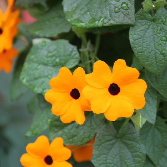 Bilde av Thunbergia Sunny Susy® New Orange-Spanne Plantesalg