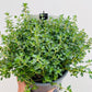 Bilde av Thymus citrodorus-Spanne Plantesalg