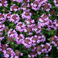 Bilde av THYMUS CITRIODORUS-Spanne Plantesalg