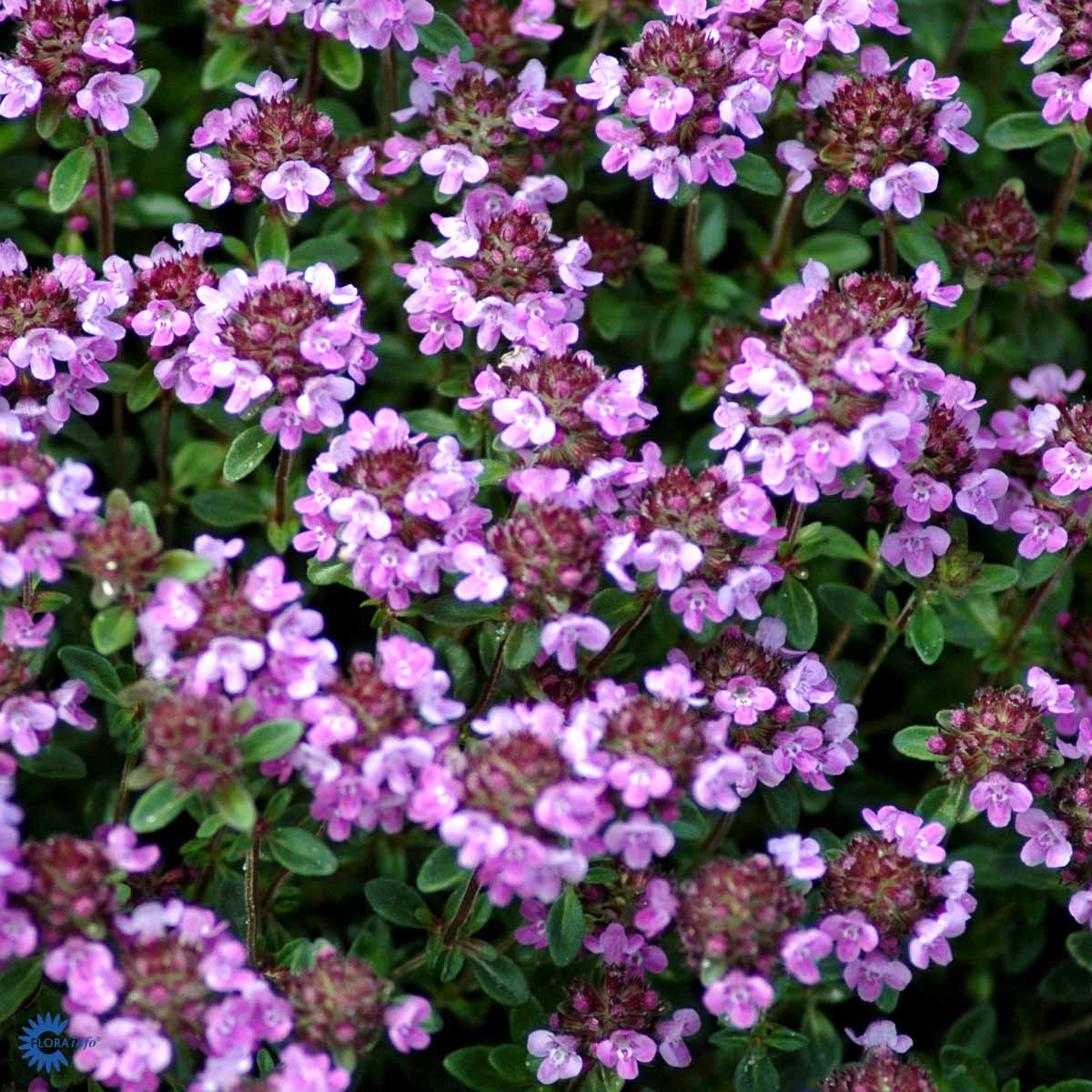 Bilde av THYMUS CITRIODORUS-Spanne Plantesalg