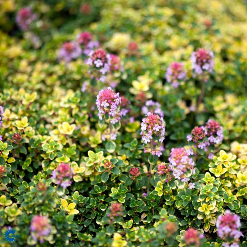 Bilde av Thymus 'Doone Valley'-Spanne Plantesalg