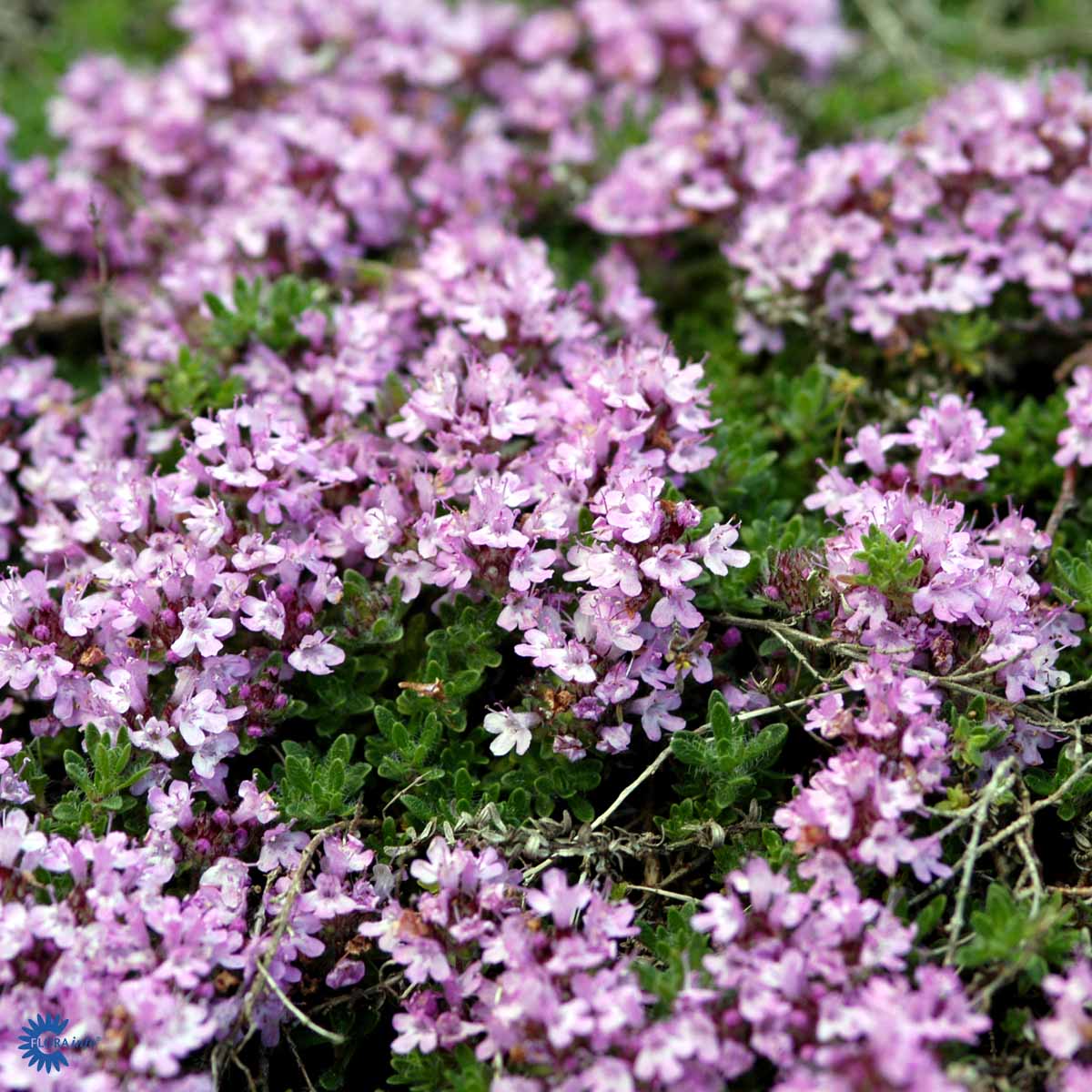 Bilde av Thymus praecox 'Bressingham'-Spanne Plantesalg