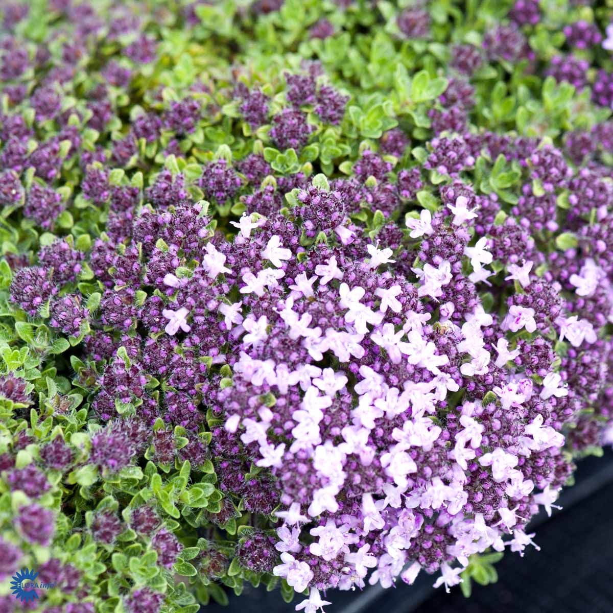 Bilde av Thymus praecox 'Bressingham'-Spanne Plantesalg