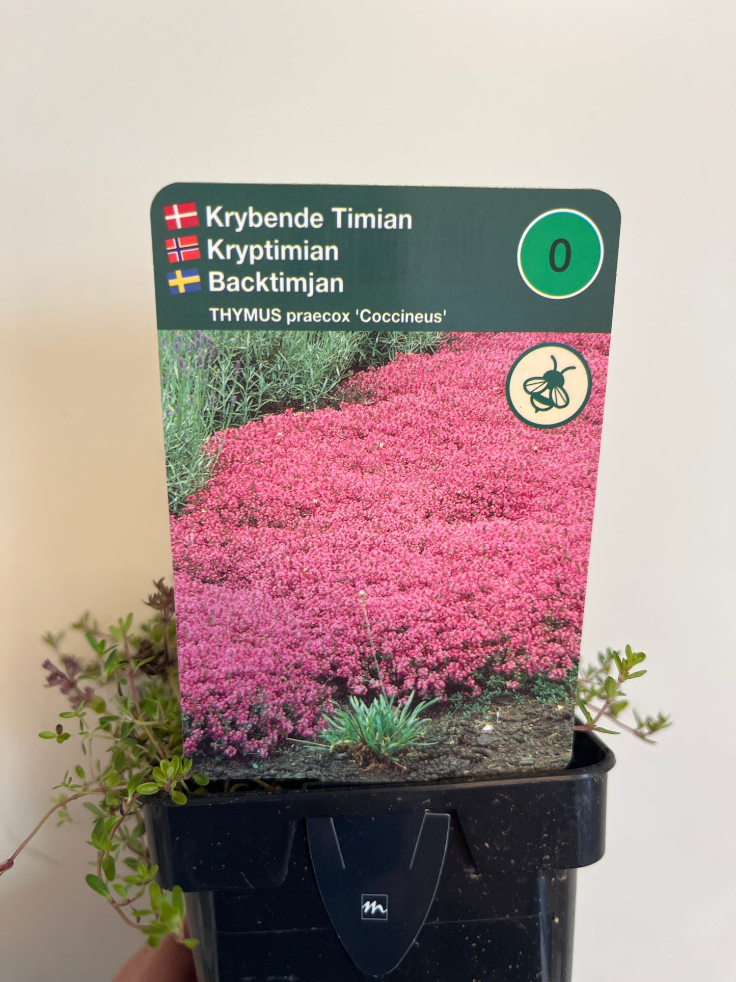 Bilde av Thymus praecox 'Coccineus'-Spanne Plantesalg