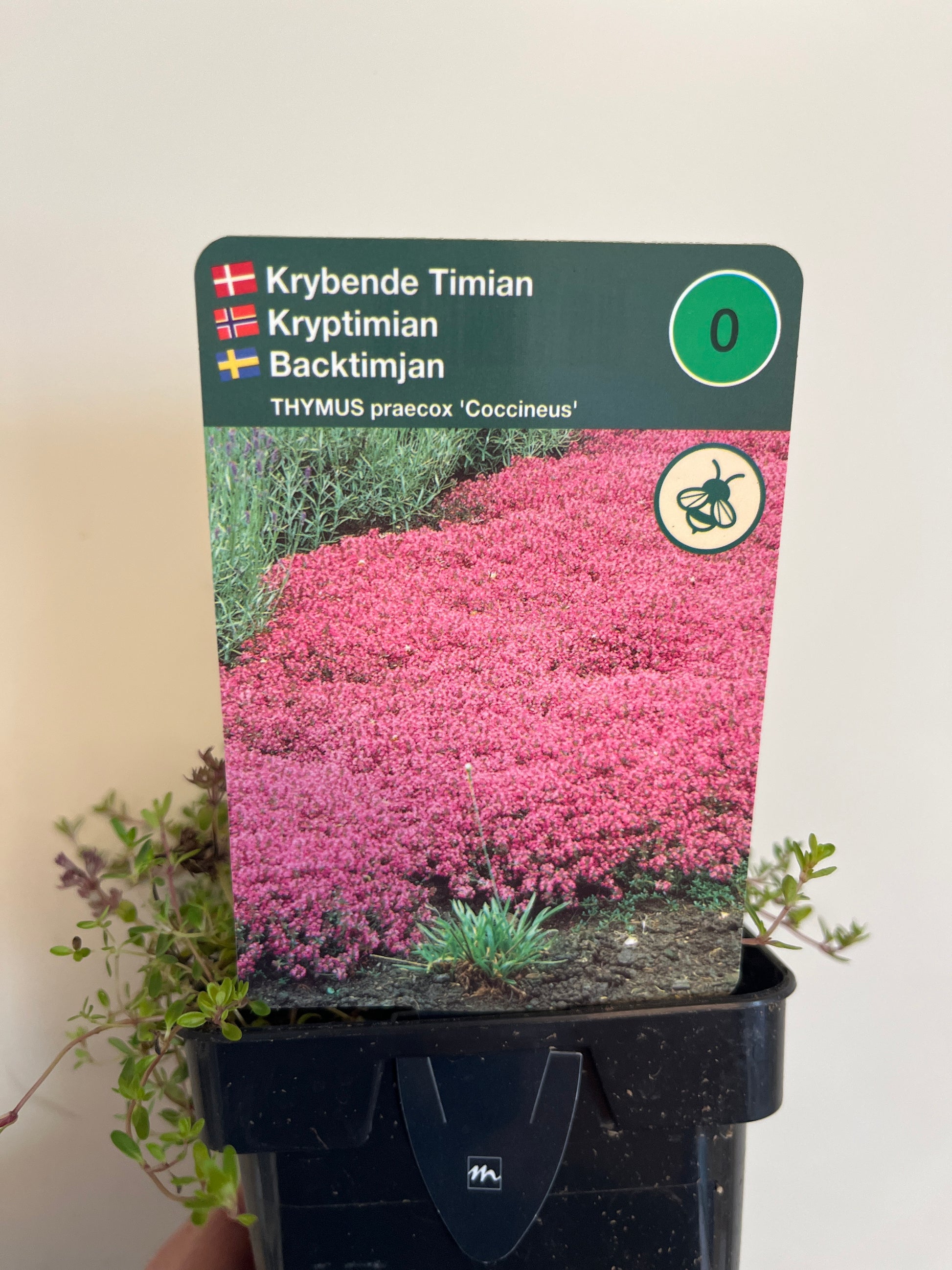Bilde av Thymus praecox 'Coccineus'-Spanne Plantesalg