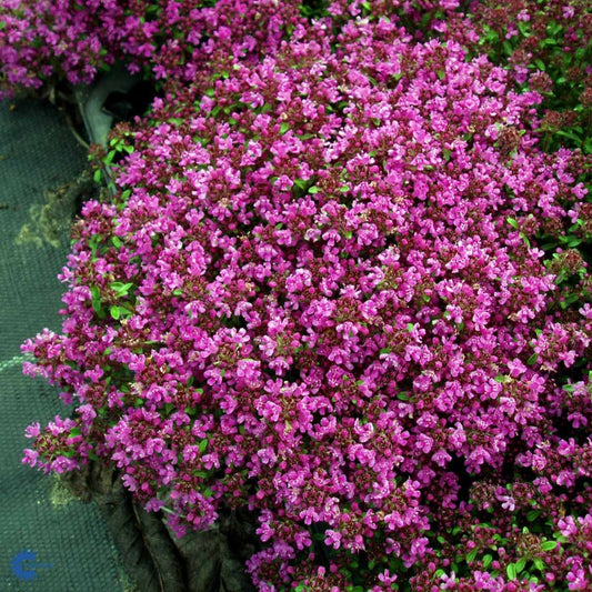 Bilde av Thymus praecox 'Coccineus'-Spanne Plantesalg