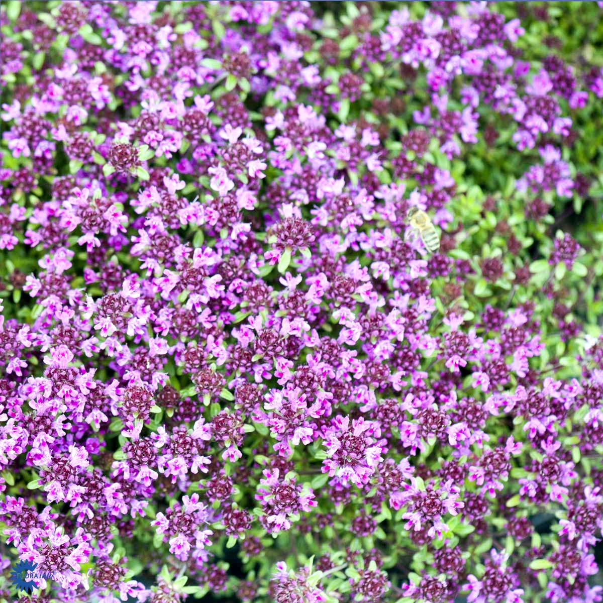Bilde av Thymus praecox 'Coccineus'-Spanne Plantesalg