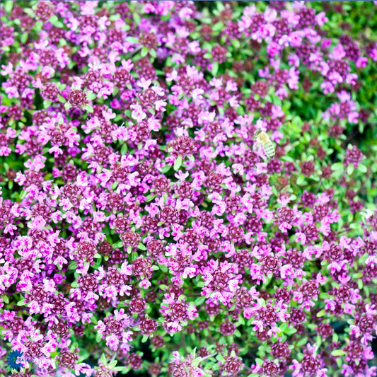 Bilde av Thymus praecox 'Coccineus'-Spanne Plantesalg