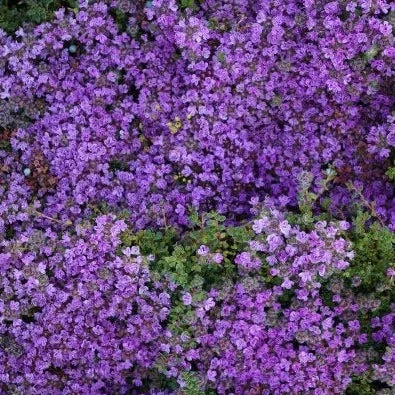 Bilde av Thymus praecox 'Minor'-Spanne Plantesalg