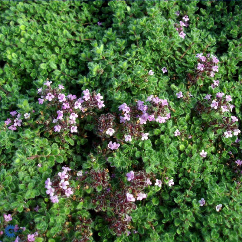 Bilde av Thymus praecox 'Pseudolanuginosus'-Spanne Plantesalg