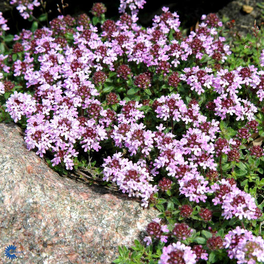 Bilde av Thymus praecox 'Pseudolanuginosus'-Spanne Plantesalg