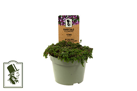 Bilde av THYMUS PRAECOX-Spanne Plantesalg