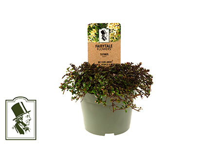 Bilde av THYMUS PULEGIOIDES-Spanne Plantesalg