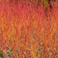 Bilde av Tilia cordata Winter Orange'-Spanne Plantesalg