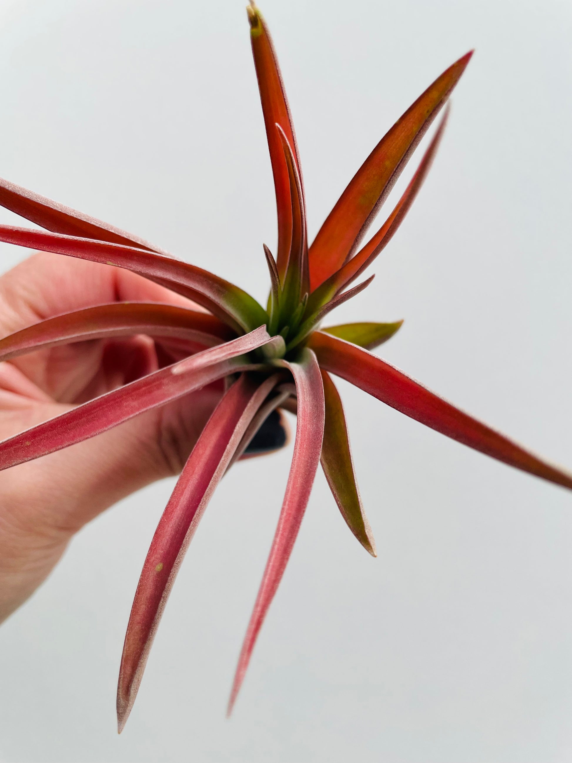 Bilde av Tillandsia Abdita Red-Spanne Plantesalg