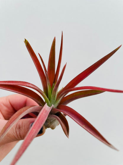 Bilde av Tillandsia Abdita Red-Spanne Plantesalg