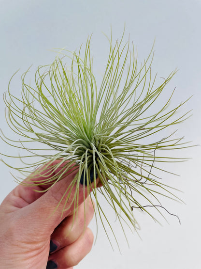 Bilde av Tillandsia Andreana-Spanne Plantesalg