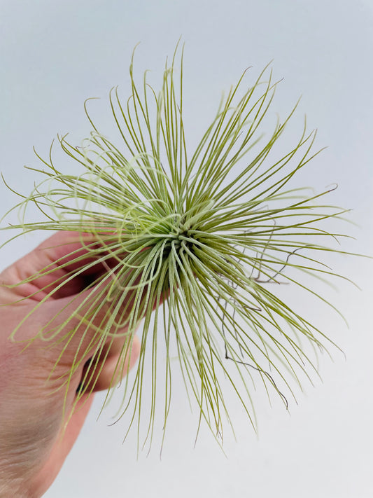 Bilde av Tillandsia Andreana-Spanne Plantesalg