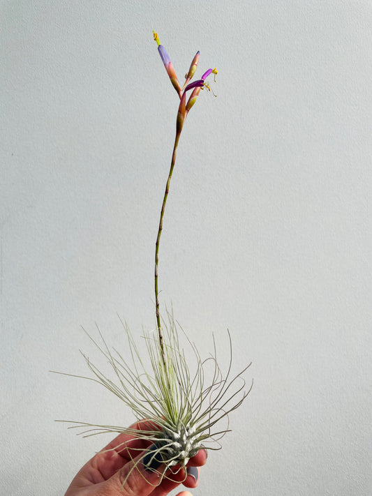 Bilde av Tillandsia Argentea-Spanne Plantesalg