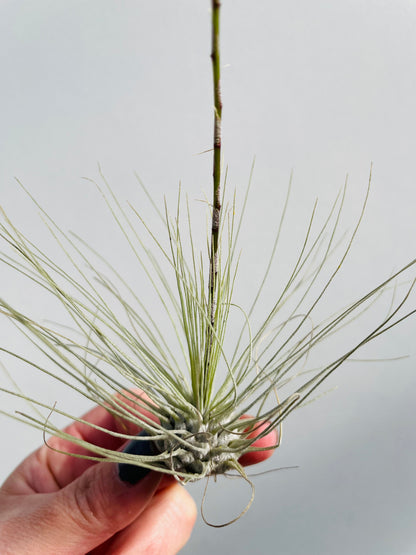 Bilde av Tillandsia Argentea-Spanne Plantesalg