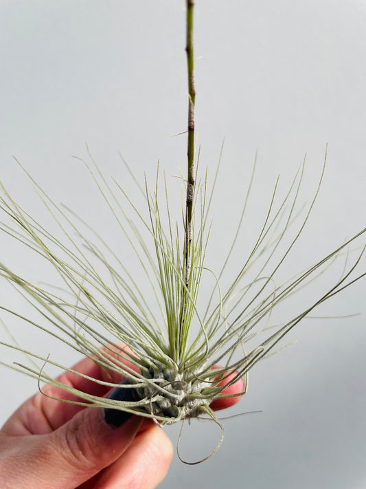 Bilde av Tillandsia Argentea-Spanne Plantesalg