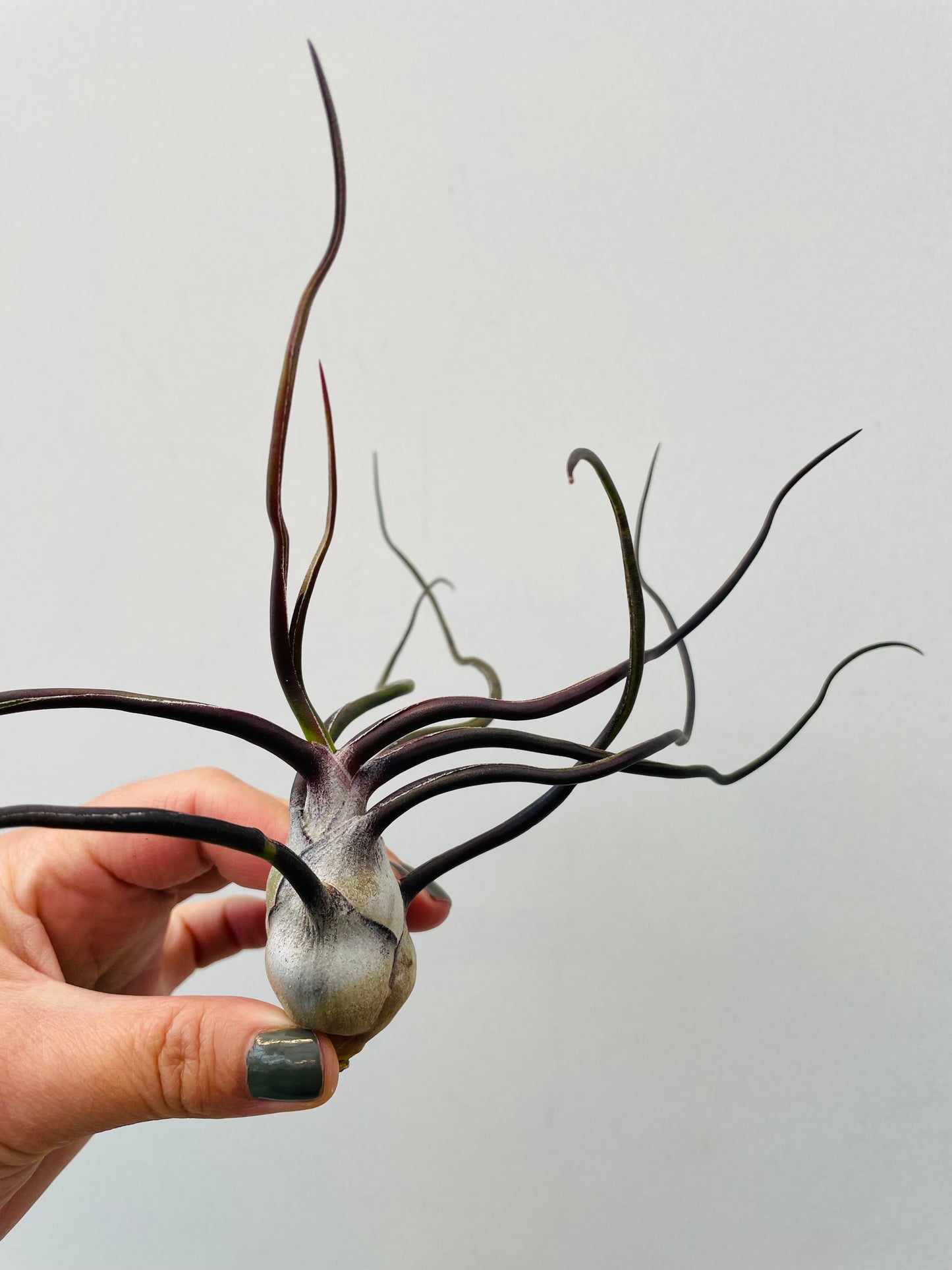 Bilde av Tillandsia bulbosa-Spanne Plantesalg