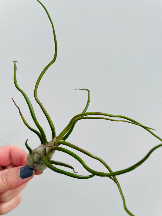 Bilde av Tillandsia Bulbosa-Spanne Plantesalg