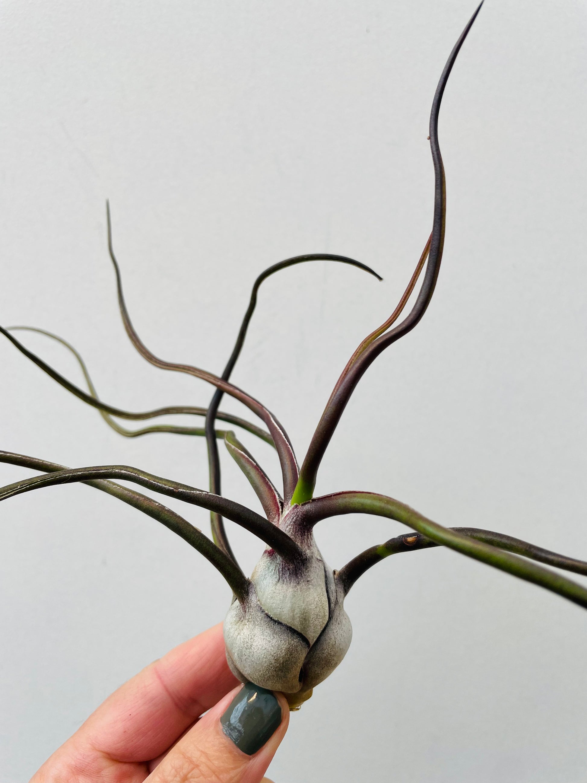 Bilde av Tillandsia bulbosa-Spanne Plantesalg