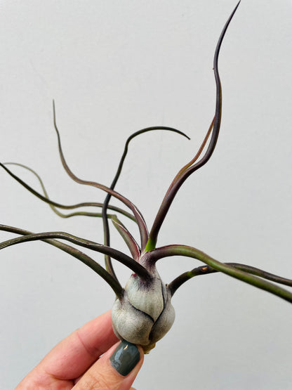 Bilde av Tillandsia bulbosa-Spanne Plantesalg