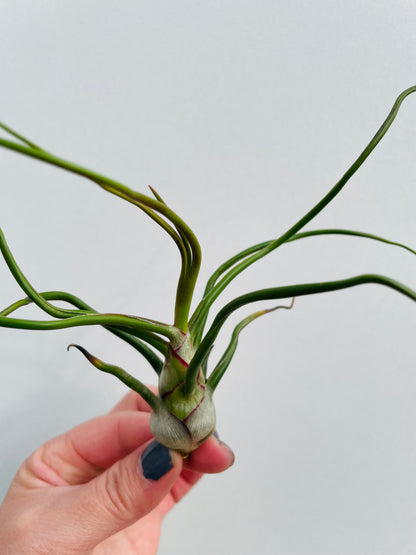 Bilde av Tillandsia Bulbosa-Spanne Plantesalg