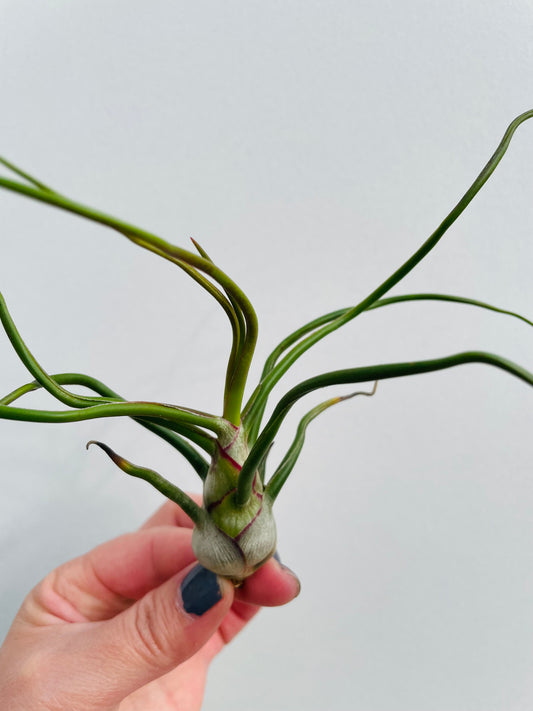 Bilde av Tillandsia Bulbosa-Spanne Plantesalg