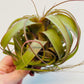 Bilde av Tillandsia 'Eric Knobloch'-Spanne Plantesalg