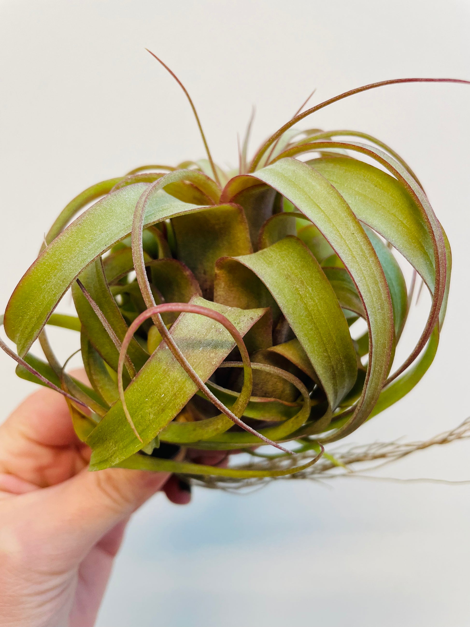 Bilde av Tillandsia 'Eric Knobloch'-Spanne Plantesalg