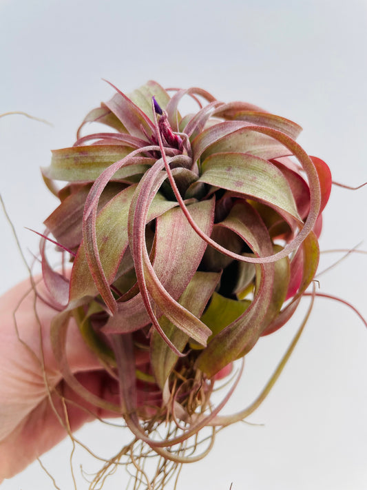 Bilde av Tillandsia ‘Eric Knobloch’-Spanne Plantesalg