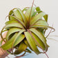 Bilde av Tillandsia 'Eric Knobloch'-Spanne Plantesalg
