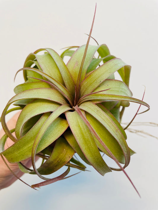 Bilde av Tillandsia 'Eric Knobloch'-Spanne Plantesalg