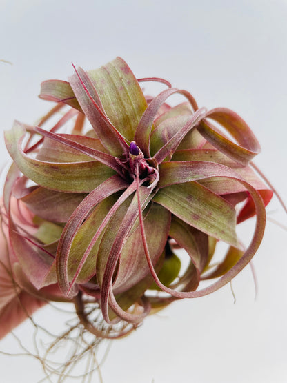 Bilde av Tillandsia ‘Eric Knobloch’-Spanne Plantesalg