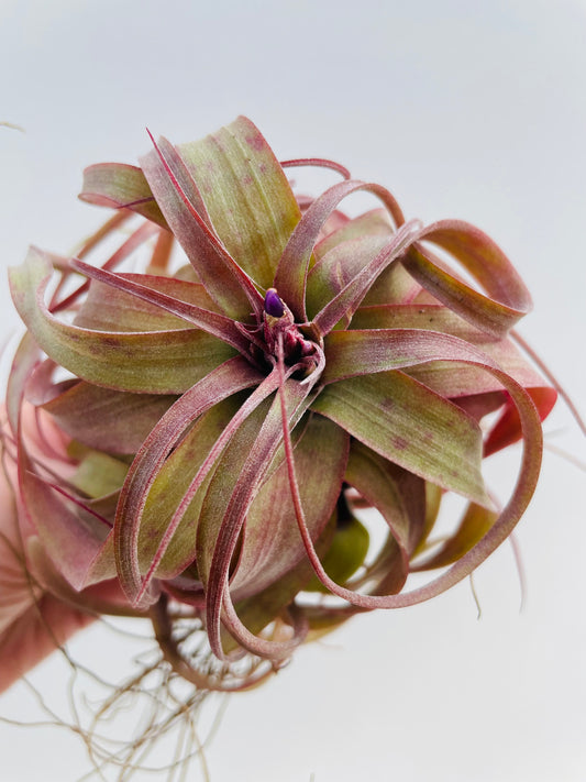 Bilde av Tillandsia ‘Eric Knobloch’-Spanne Plantesalg