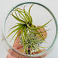 Bilde av Tillandsia i glass-Spanne Plantesalg