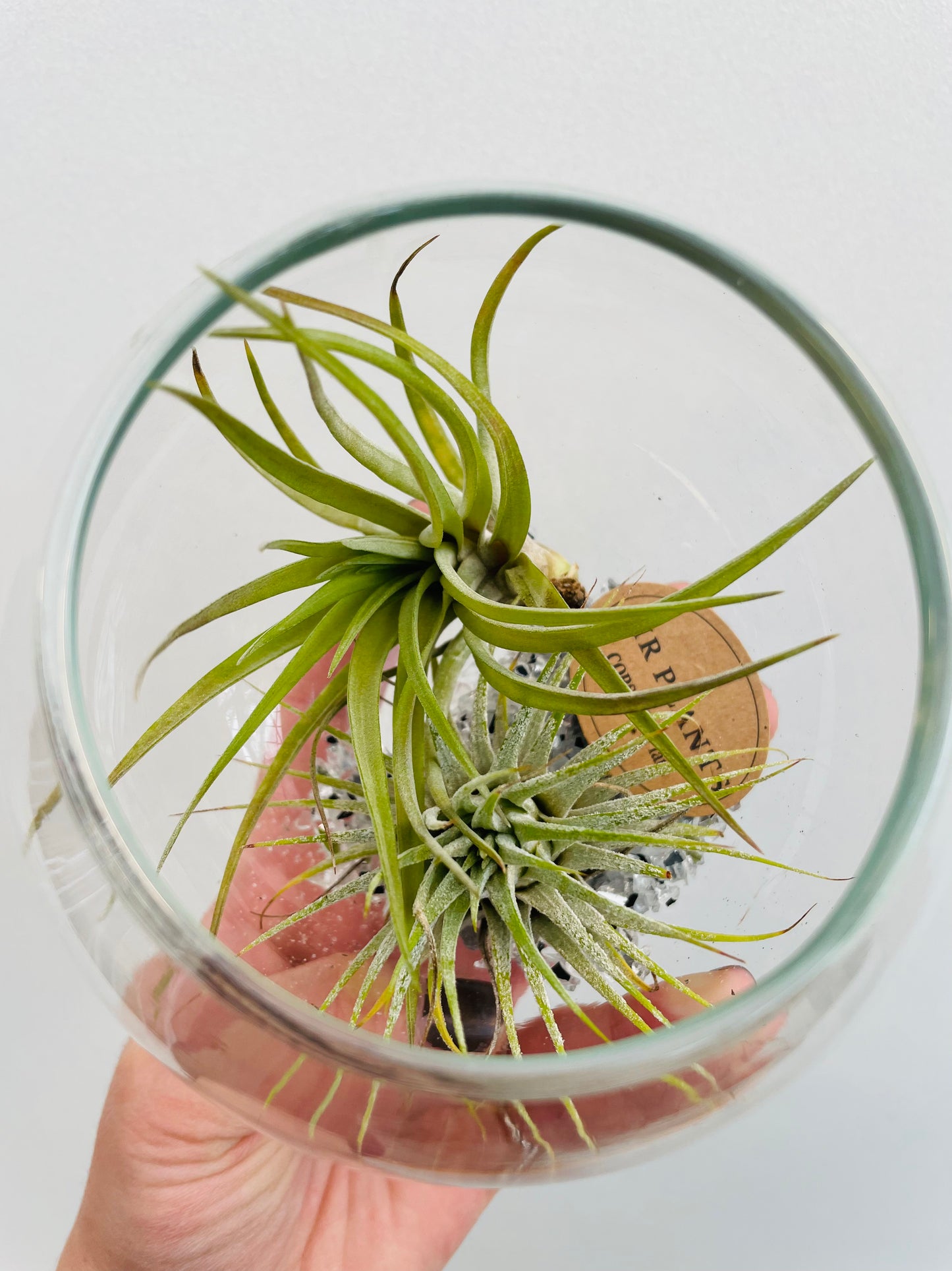 Bilde av Tillandsia i glass-Spanne Plantesalg