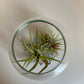 Bilde av Tillandsia i glass-Spanne Plantesalg
