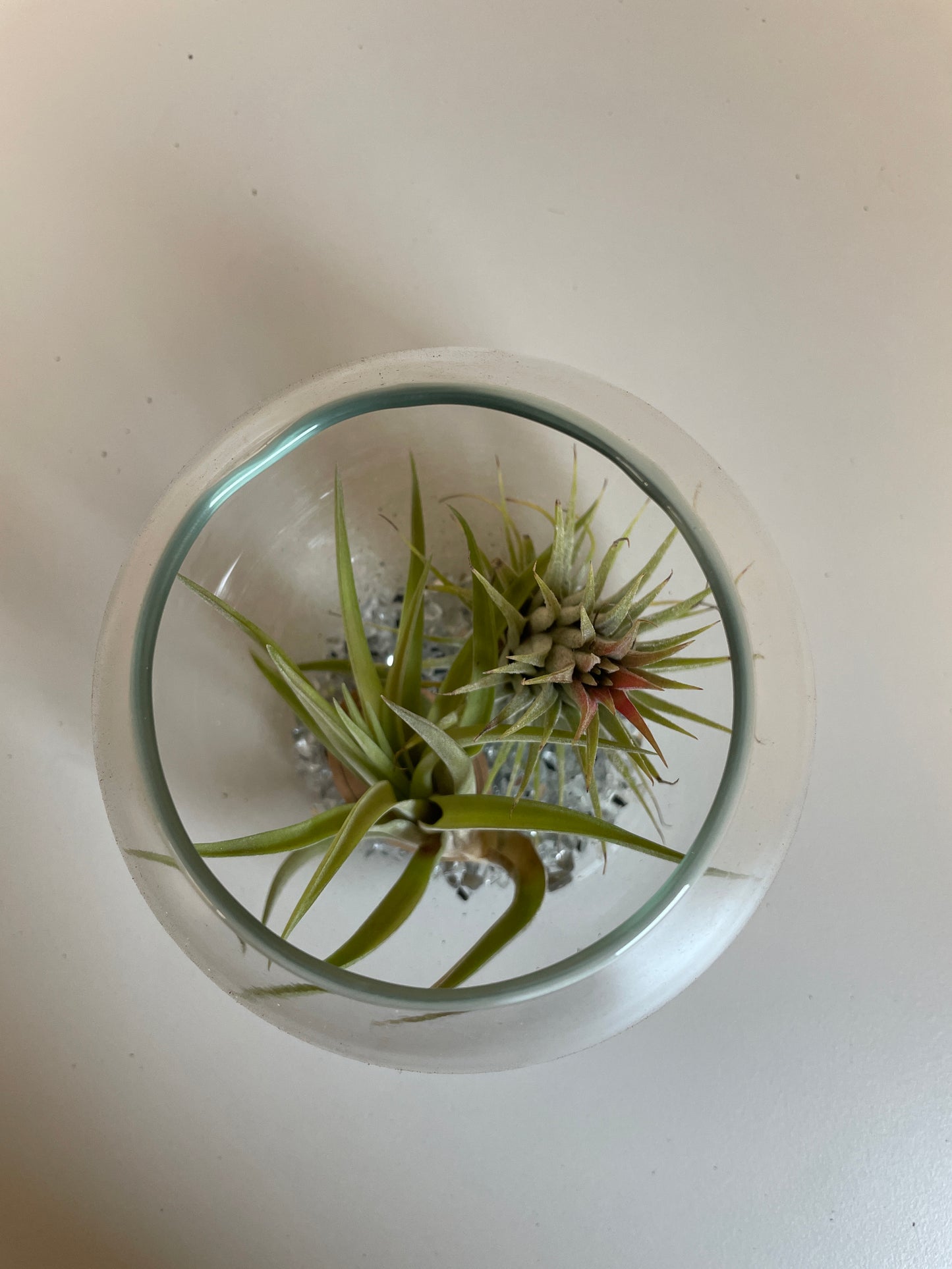 Bilde av Tillandsia i glass-Spanne Plantesalg
