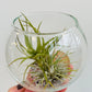 Bilde av Tillandsia i glass-Spanne Plantesalg