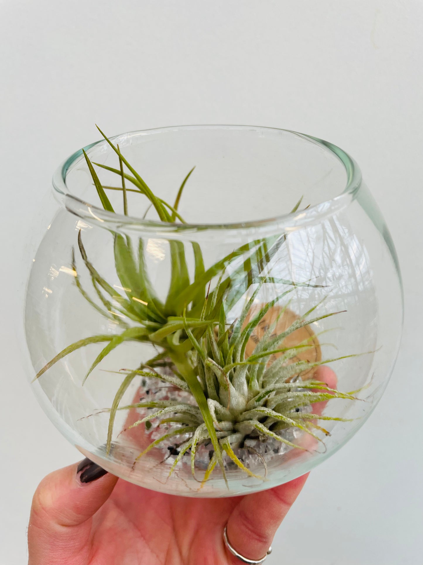 Bilde av Tillandsia i glass-Spanne Plantesalg