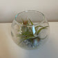 Bilde av Tillandsia i glass-Spanne Plantesalg
