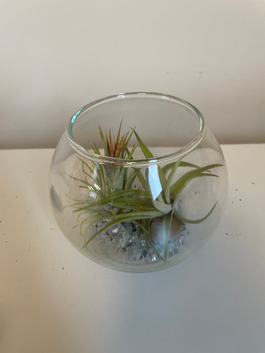 Bilde av Tillandsia i glass-Spanne Plantesalg