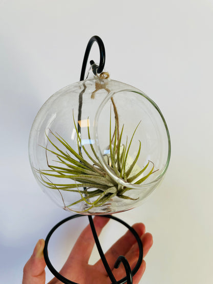 Bilde av Tillandsia i glasskule-Spanne Plantesalg