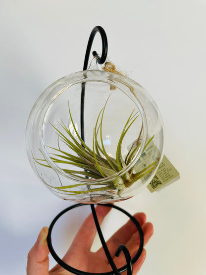 Bilde av Tillandsia i glasskule-Spanne Plantesalg